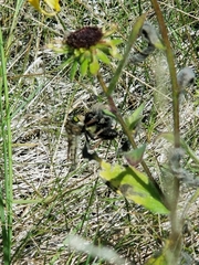 Promachus vertebratus