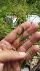 Crocanthemum canadense