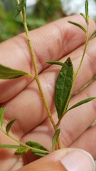 Crocanthemum canadense