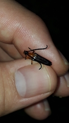 Cyphonotida rostrata