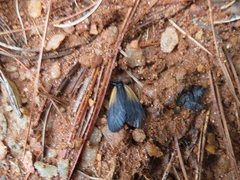 Pyromorpha dimidiata