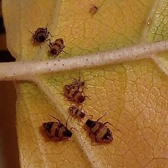 Callipterinella tuberculata