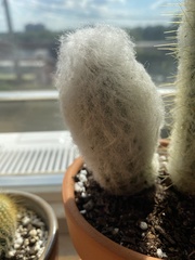 Espostoa