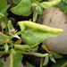 Saltbush Leaf-Fold Aphid - Photo (c) ðejay (Orkney), some rights reserved (CC BY-NC), uploaded by ðejay (Orkney)