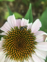 Lasioglossum pectorale