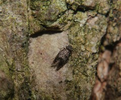 Lepidopsocidae