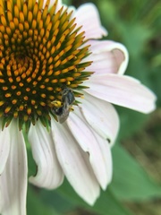 Lasioglossum pectorale