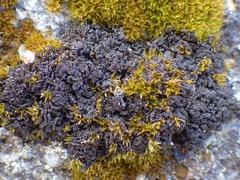 Lathagrium auriforme