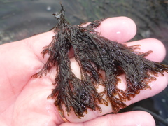 Microcladia borealis