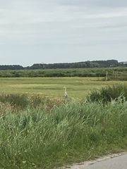 Ardea cinerea