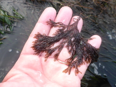 Microcladia borealis