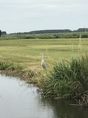 Ardea cinerea