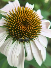 Lasioglossum pectorale