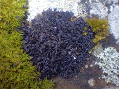 Scytinium schraderi