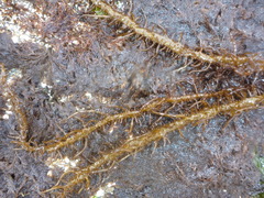 Cumagloia andersonii