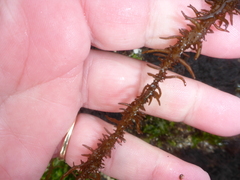 Cumagloia andersonii