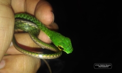 Leptophis