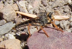 Stenopogon rufibarbis