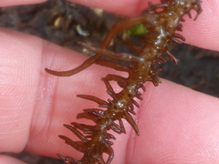 Cumagloia andersonii