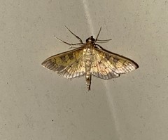Diacme elealis