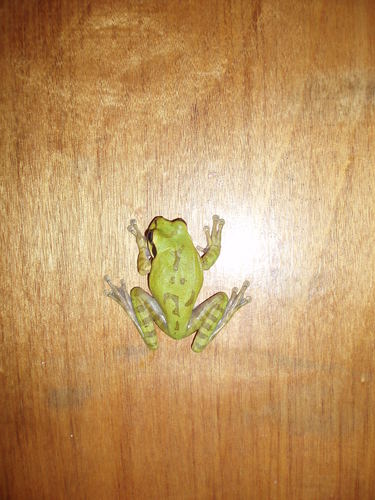 Smilisca phaeota