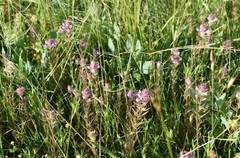 Orthocarpus bracteosus