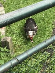 Cairina moschata domestica