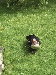 Cairina moschata domestica