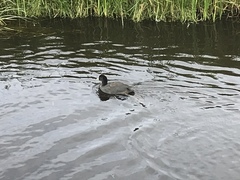 Fulica atra