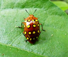 Iphiclus sedecimmaculatus