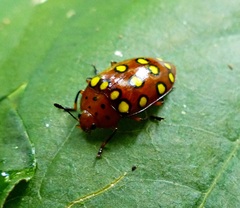 Iphiclus sedecimmaculatus