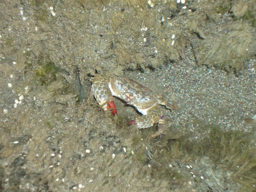 Eriphia squamata