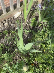 Gladiolus × hortulanus