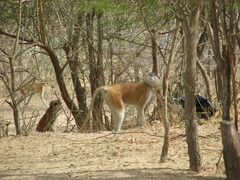 Erythrocebus patas patas