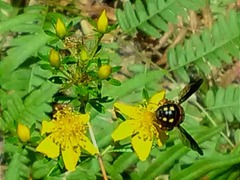 Anthidiellum perplexum