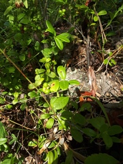 Vaccinium vitis-idaea