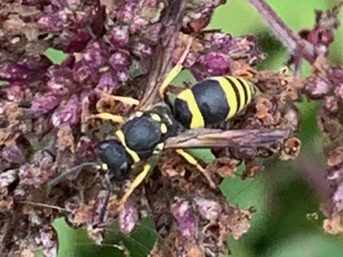 European Tube Wasp