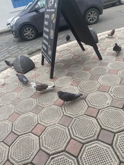 Columba livia domestica