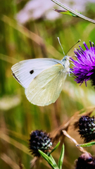 Pieris brassicae