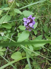 Prunella vulgaris