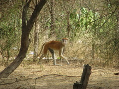 Erythrocebus patas patas