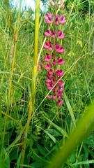 Lupinus polyphyllus