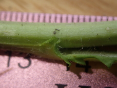 Rorippa sphaerocarpa