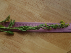 Rorippa sphaerocarpa