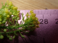 Rorippa sphaerocarpa