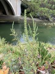 Ambrosia artemisiifolia