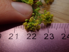 Rorippa sphaerocarpa