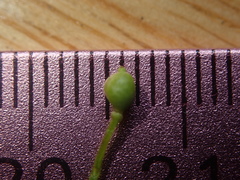 Rorippa sphaerocarpa