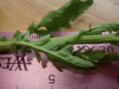 Rorippa sphaerocarpa