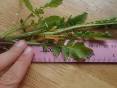 Rorippa sphaerocarpa